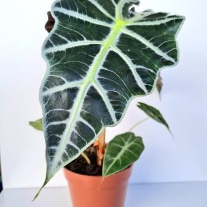 Alocasia Amazônica