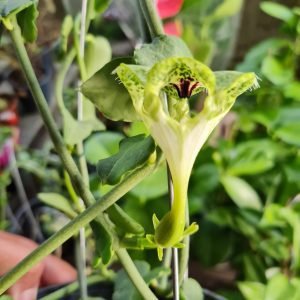 Suculenta Paraquedas – Ceropegia Sandersonii