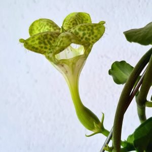 Suculenta Paraquedas – Ceropegia Sandersonii