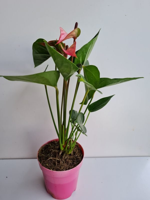Antúrio Pink- Florindo - Image 2