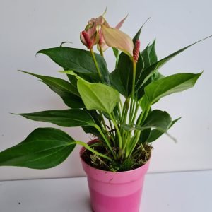 Anthurium Antúrio Lili Rosa