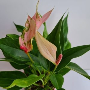 Anthurium Antúrio Lili Rosa