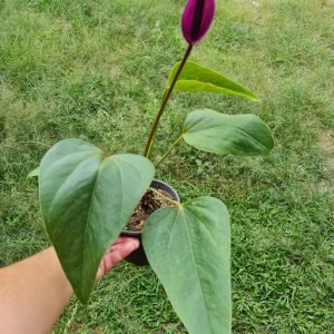 Anthurium Antúrio Médio Roxo