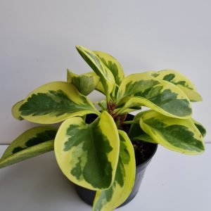 Peperomia Variegata