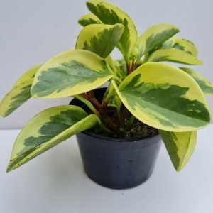 Peperomia Variegata