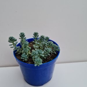 Suculenta Sedum Dasyphyllum ( Brinco de princesa)