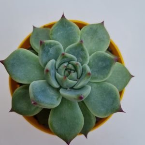 Suculenta Echeveria Beatrice