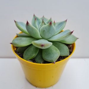 Suculenta Echeveria Beatrice