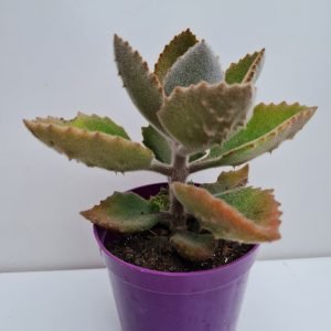 Suculenta Kalanchoe Beharensis (Colher de Pedreiro)