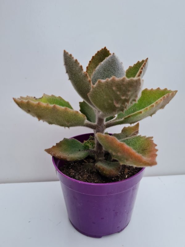 Suculenta Kalanchoe Beharensis (Colher de Pedreiro) - Imagem 2