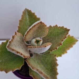 Suculenta Kalanchoe Beharensis (Colher de Pedreiro)