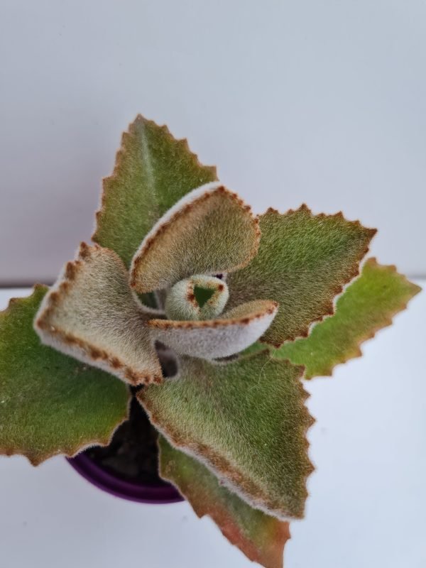 Suculenta Kalanchoe Beharensis (Colher de Pedreiro)