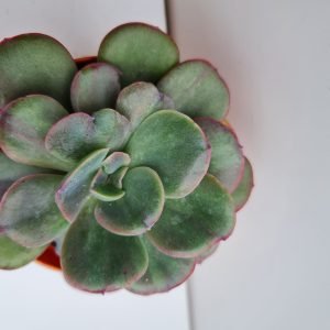 Suculenta Echeveria Goiabinha