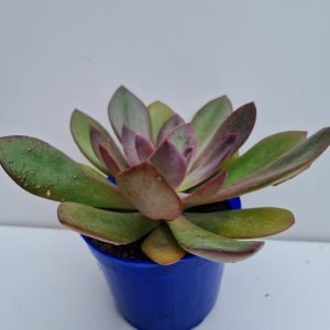 Suculenta Echeveria Hanaikada