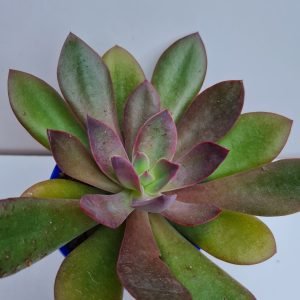 Suculenta Echeveria Hanaikada