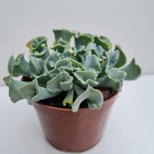 Suculenta Echeveria Nichi