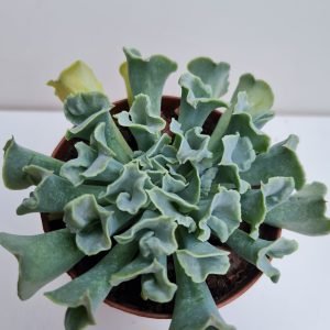 Suculenta Echeveria Nichi