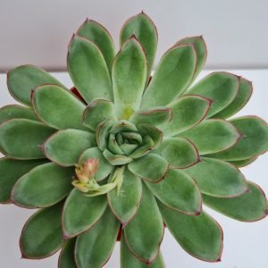 Suculenta Echeveria Pulidonis