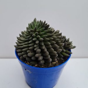 Suculenta Sinocrassula Yunannensis (Ouriço)