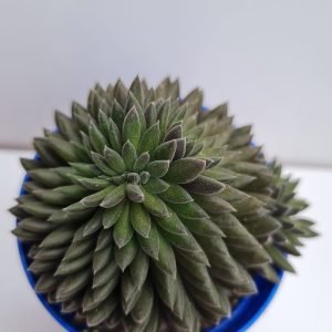 Suculenta Sinocrassula Yunannensis (Ouriço)