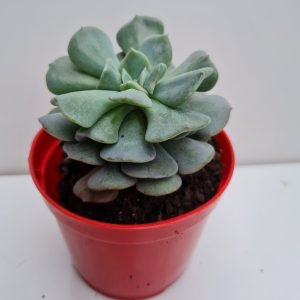 Suculenta Echeveria Cubic Frost