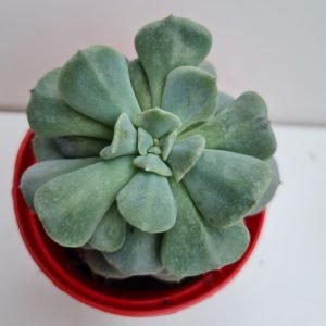 Suculenta Echeveria Cubic Frost