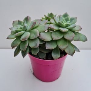 Suculenta Echeveria Milky Wey