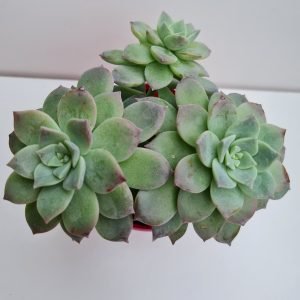 Suculenta Echeveria Milky Wey