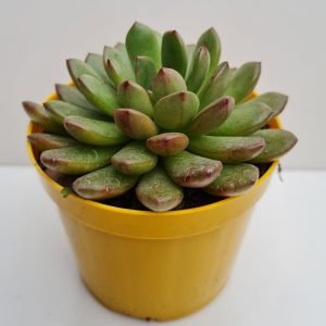 Suculenta Graptoveria Bashful