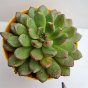 Suculenta Graptoveria Bashful