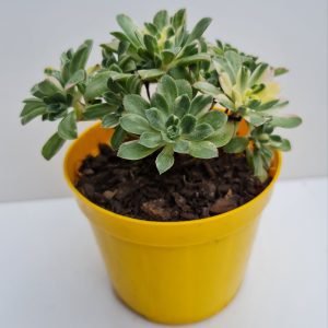 Suculenta Aeonium Castelo Paivae Variegata