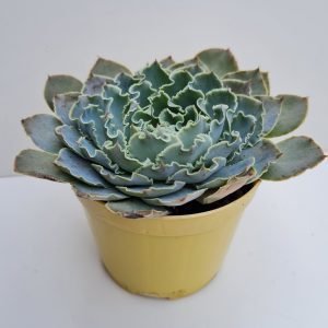 Suculenta Echeveria Shaviana