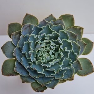 Suculenta Echeveria Shaviana