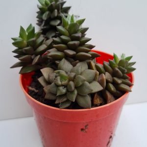 Suculenta Anacampseros Filamentosa ( Colônia)