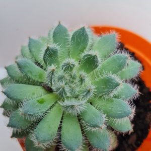 Suculenta Echeveria Setosa Diminuta