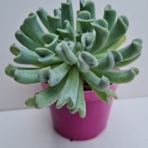 Suculenta Echeveria Topsy Turvy
