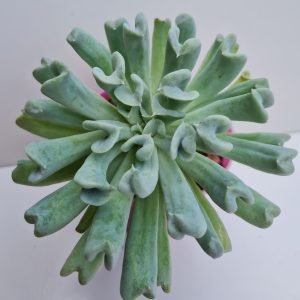 Suculenta Echeveria Topsy Turvy