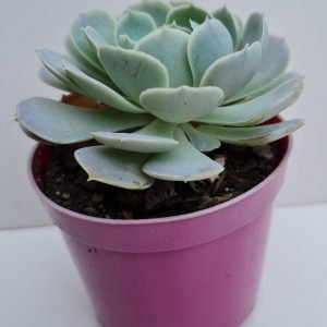 Suculenta Echeveria Runyonii San Carlos