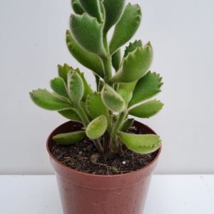 Suculenta Cotiledon Tomentosa (Pata de Urso)