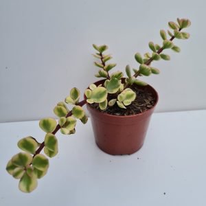 Suculenta Portulacaria Afra Variegata