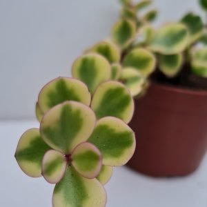 Suculenta Portulacaria Afra Variegata