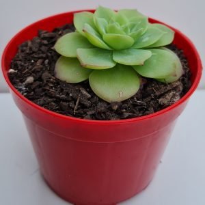 Suculenta Graptoveria Jadeita