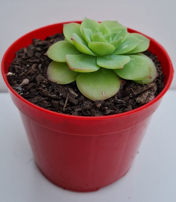 Suculenta Graptoveria Jadeita - Image 2