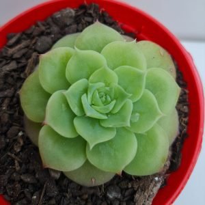 Suculenta Graptoveria Jadeita