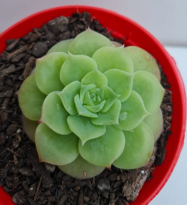 Suculenta Graptoveria Jadeita