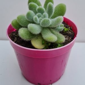 Suculenta Sedum Hintonii