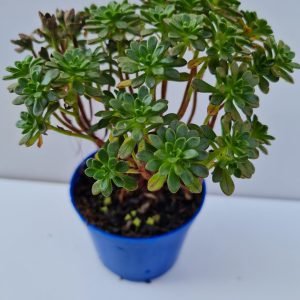 Suculenta Aeonium Sedifolium
