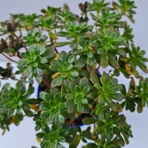 Suculenta Aeonium Sedifolium