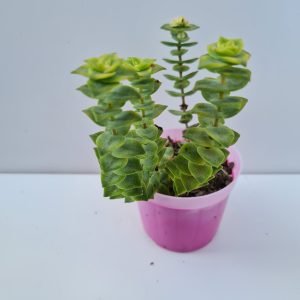 Suculenta Crassula Perforata Variegata