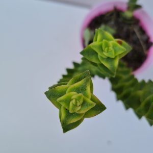 Suculenta Crassula Perforata Variegata